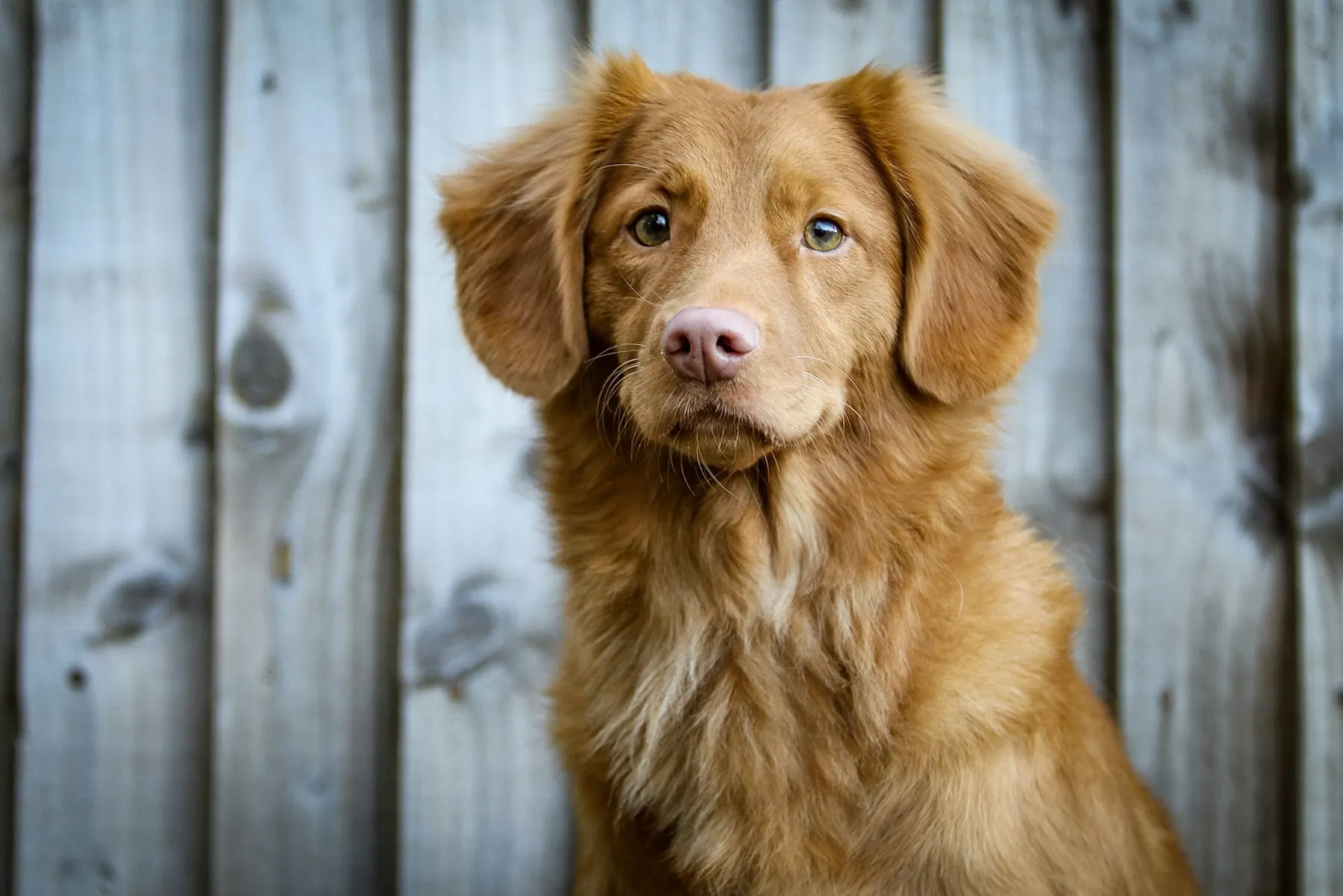 VETERINARIAS