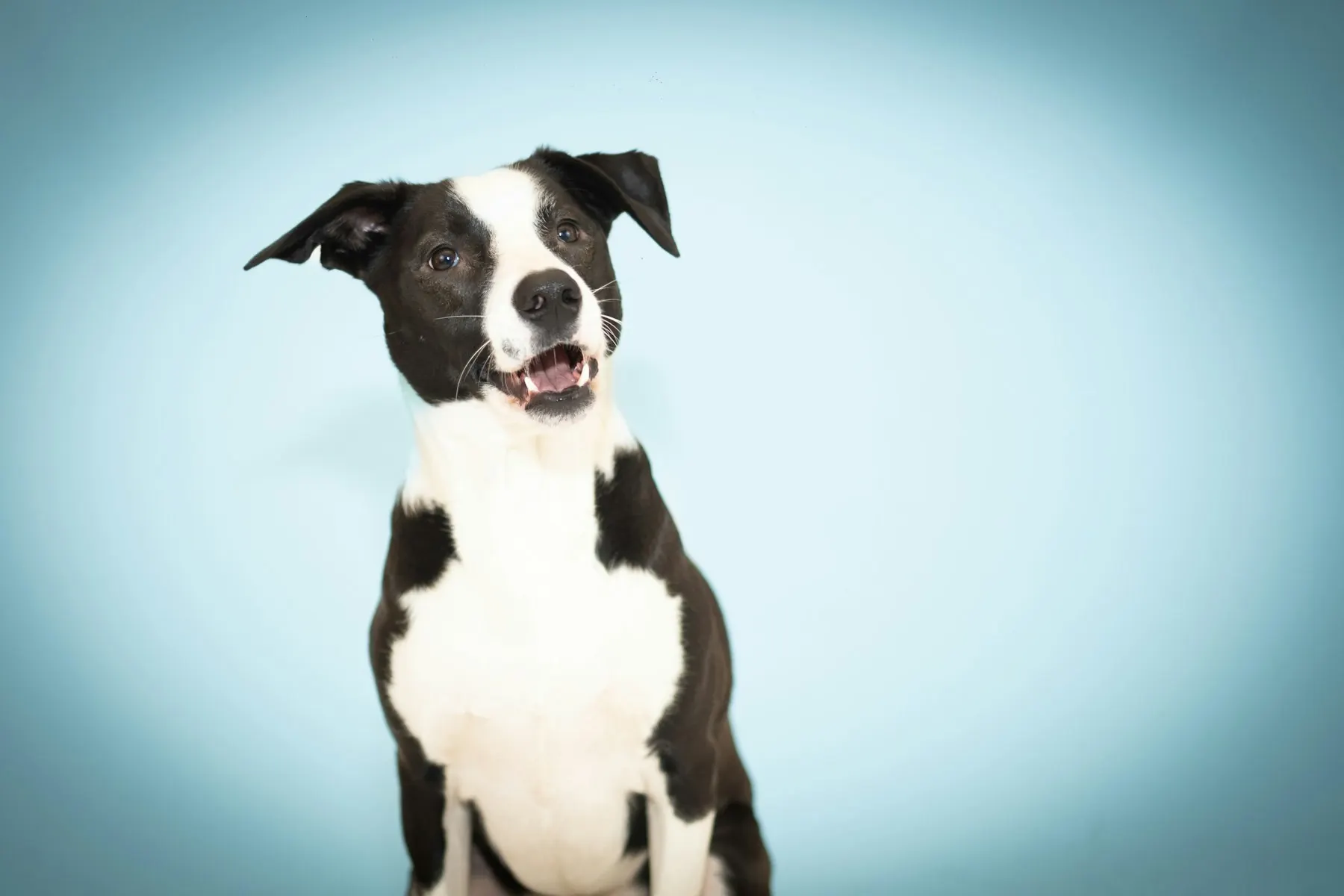 VETERINARIAS